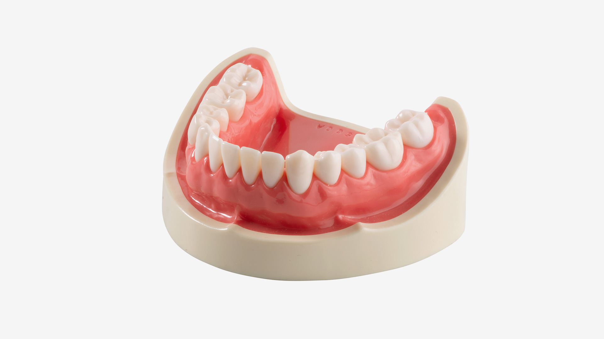 E50-500AL Unterkiefermodell, vollbezahnt