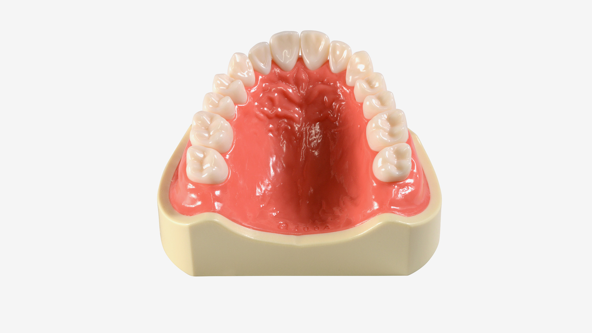 Basismodell E50H-500 AU, OK mit hartem pinkfarbenen Zahnfleisch, mit verschraubten Zähnen