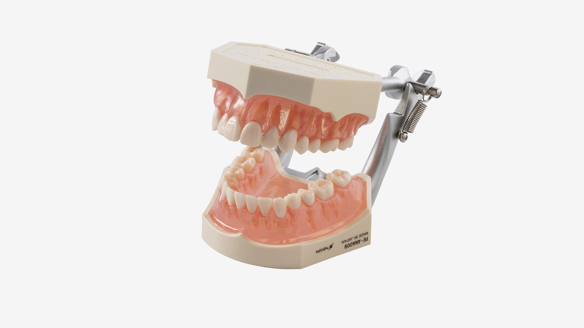 Funktionsmodell i21D-400C, OK + UK mit weichem transparenten Zahnfleisch, mit D-Artikulator
