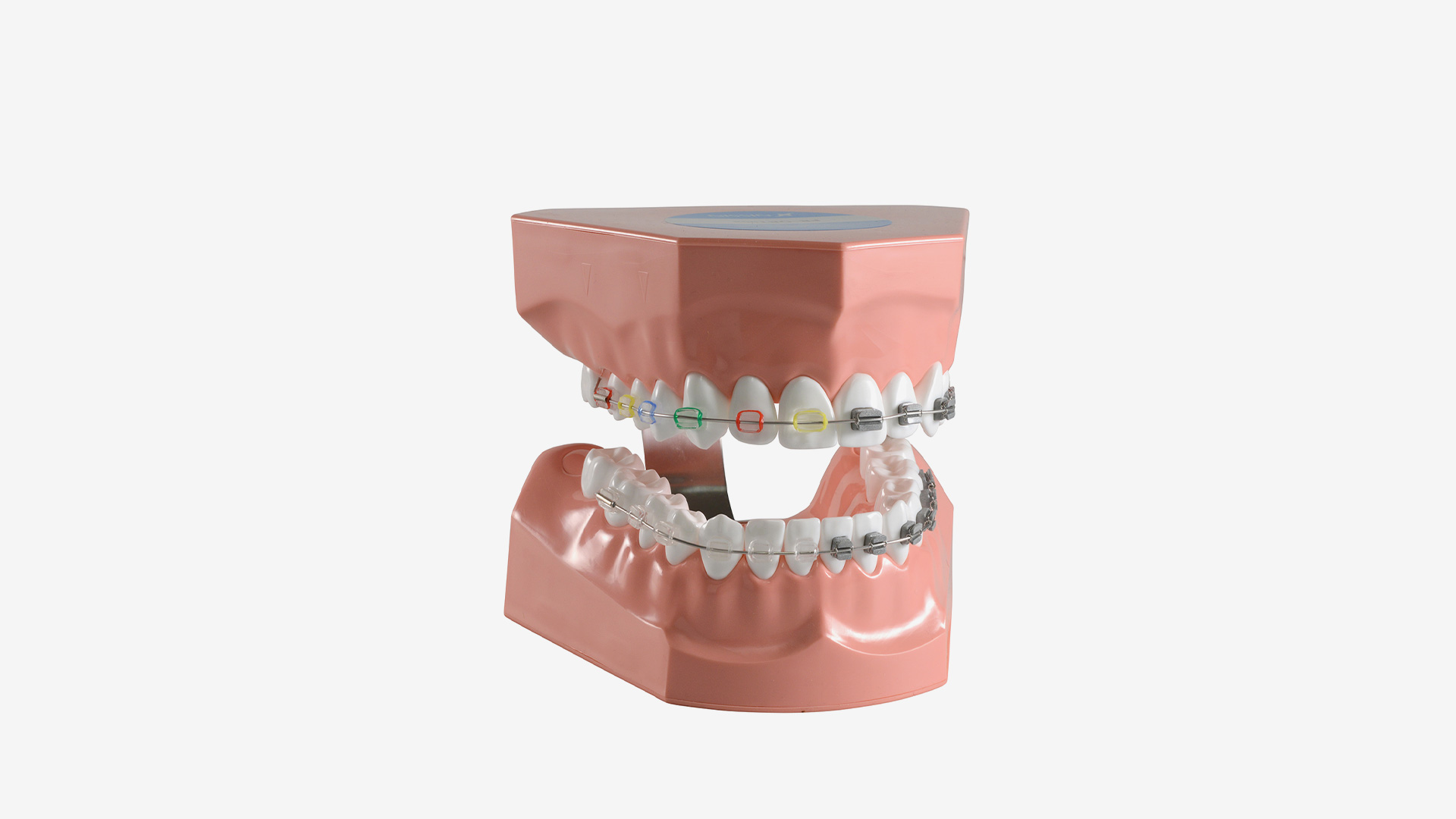 P3B-706 Kieferorthopädisches Zahnputzmodell